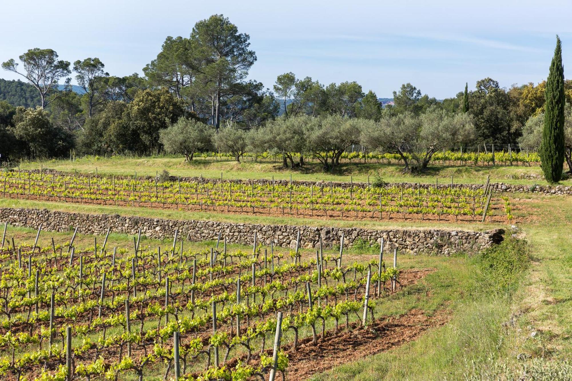 Domaine Du Clos D'Alari-Chambres D'Hotes Au Milieu Des Vignes Saint-Antonin-du-Var Eksteriør billede