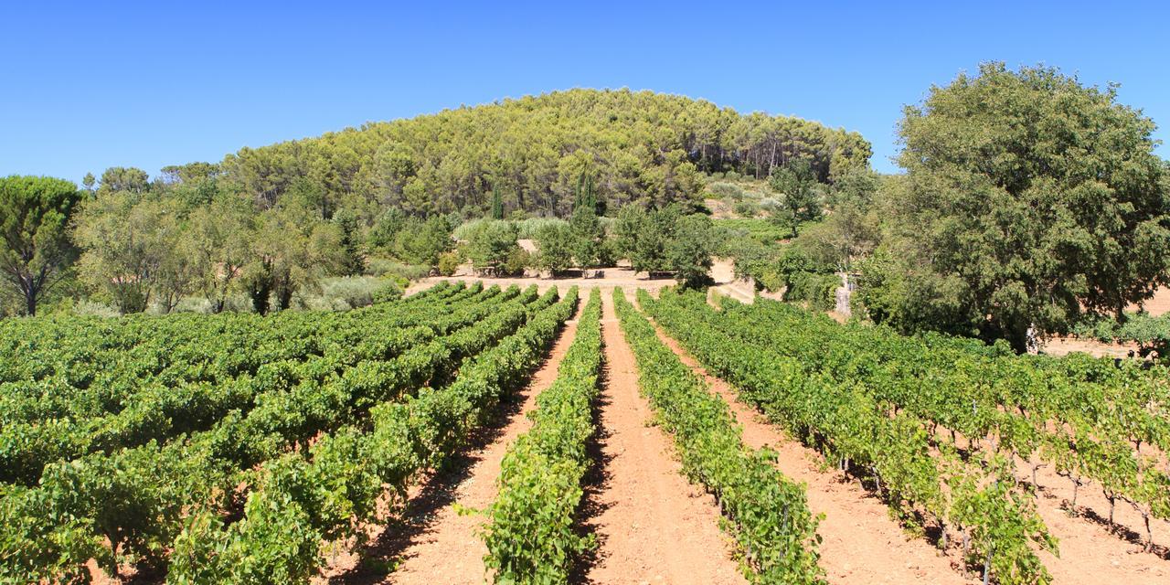 Domaine Du Clos D'Alari-Chambres D'Hotes Au Milieu Des Vignes Saint-Antonin-du-Var Eksteriør billede
